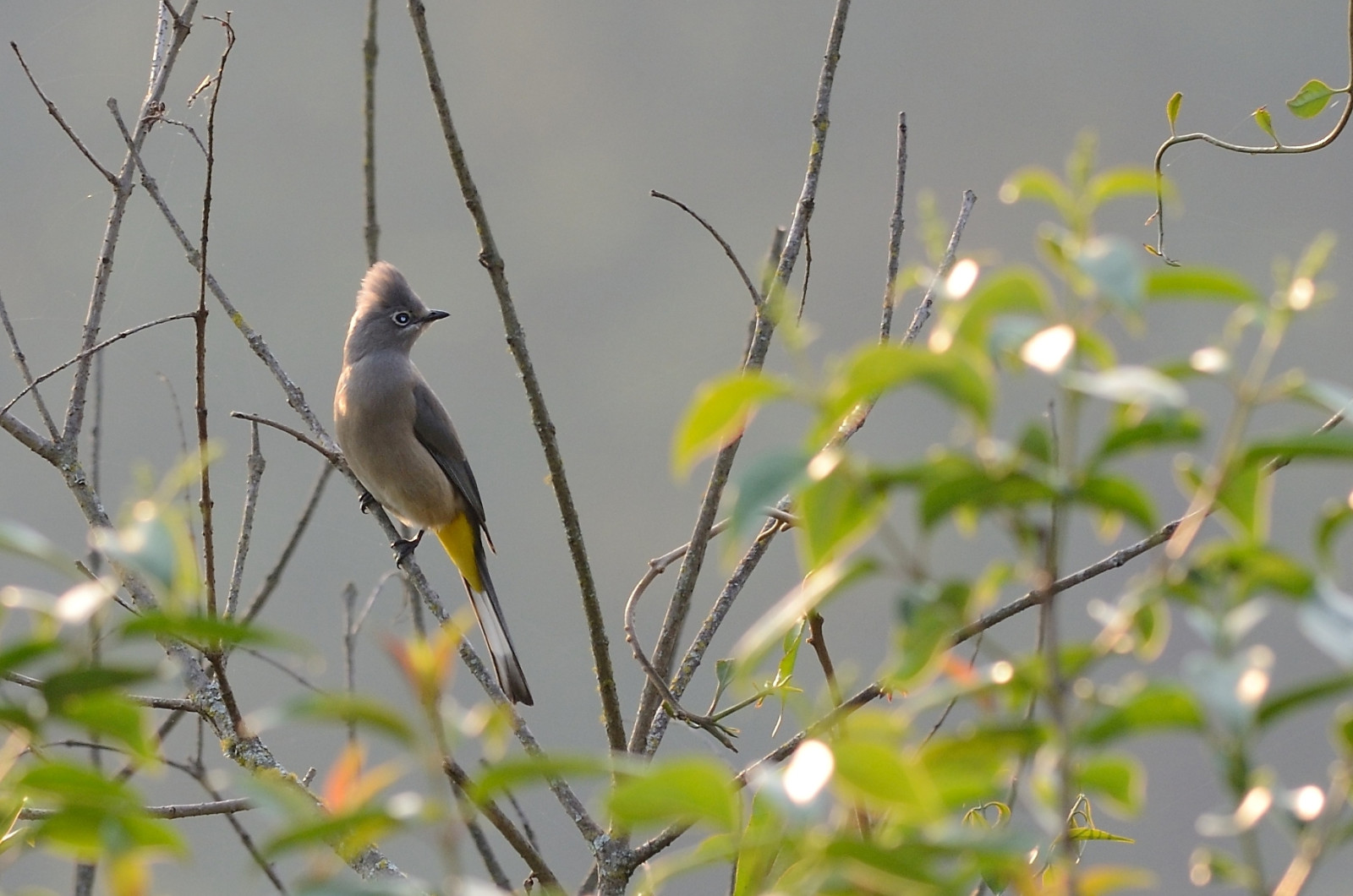 image Grey Silky-flycatcher